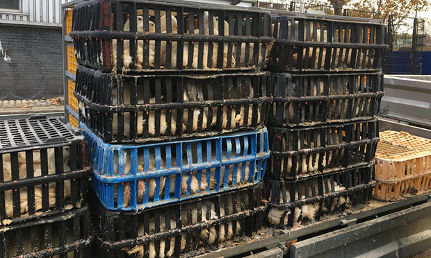 Chickens being transported in crates to the slaughterhouse today